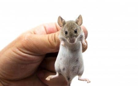 exterminationcentrale.com