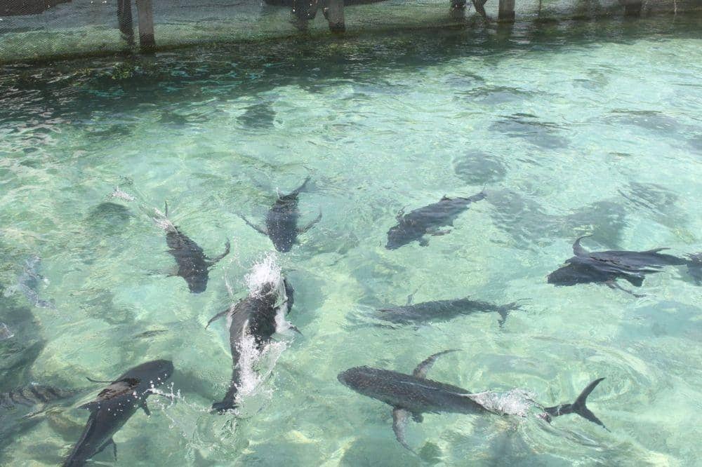 vinnylaurentia.blogspot.com