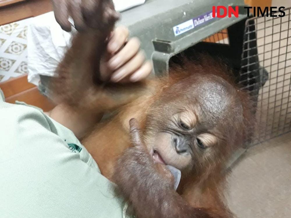 IDN Times/Imam Rosidin