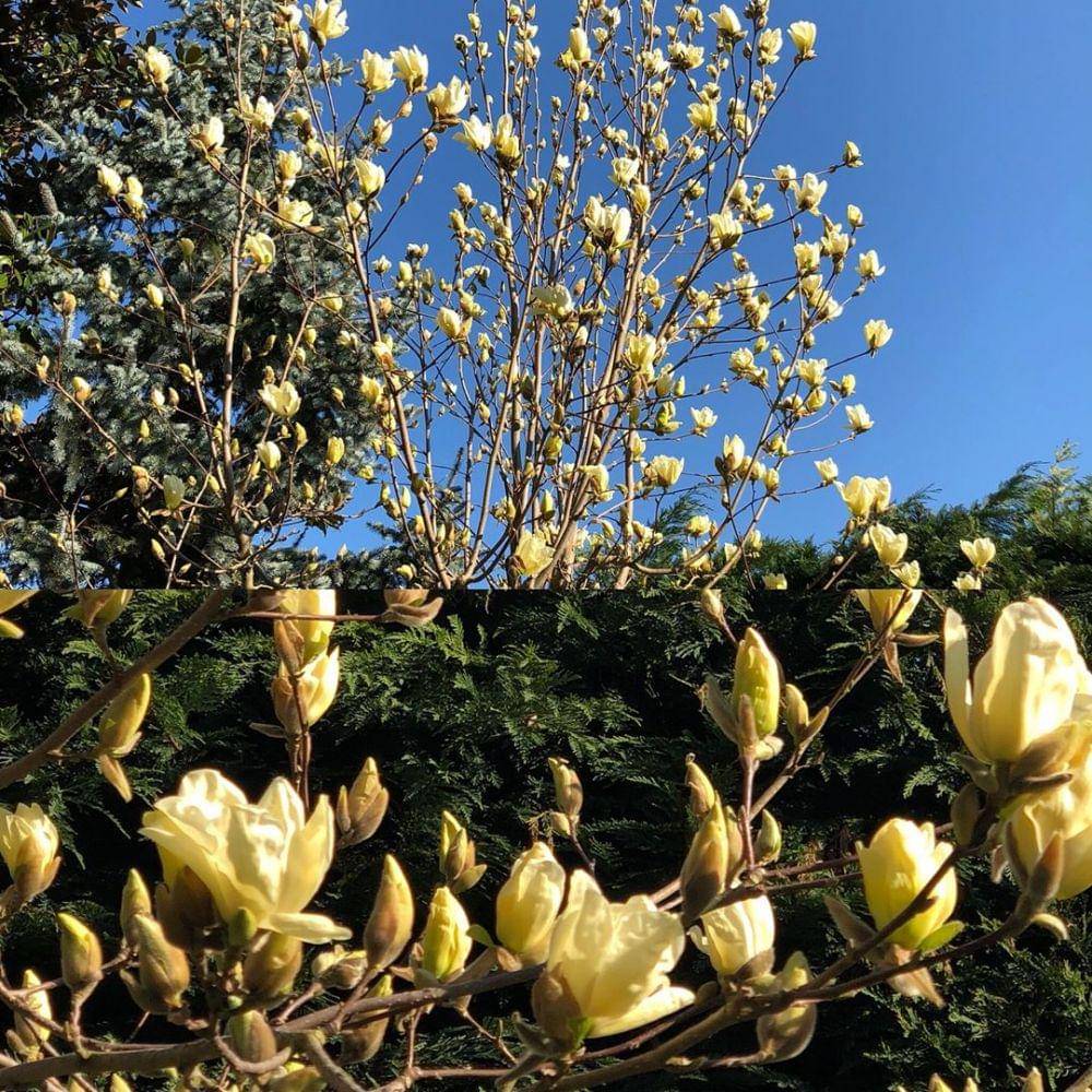 Instagram/arabaci.canan