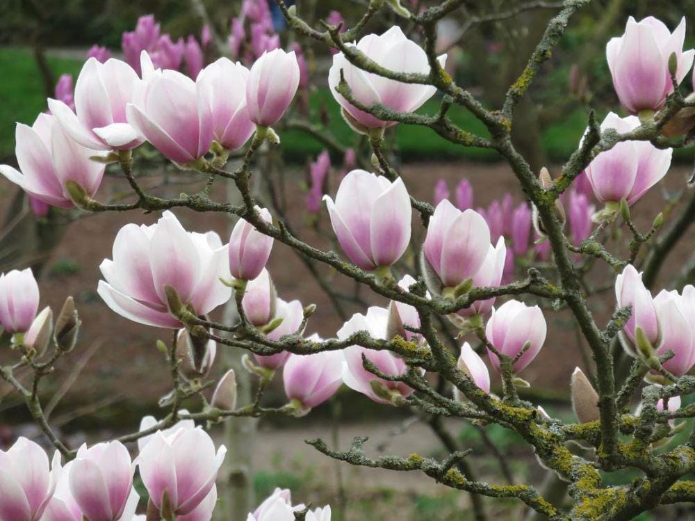 Instagram/juliettomsett