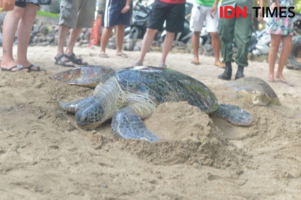 IDN Times/Imam Rosidin