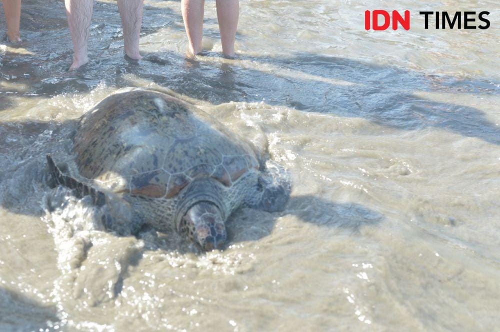 IDN Times/Imam Rosidin