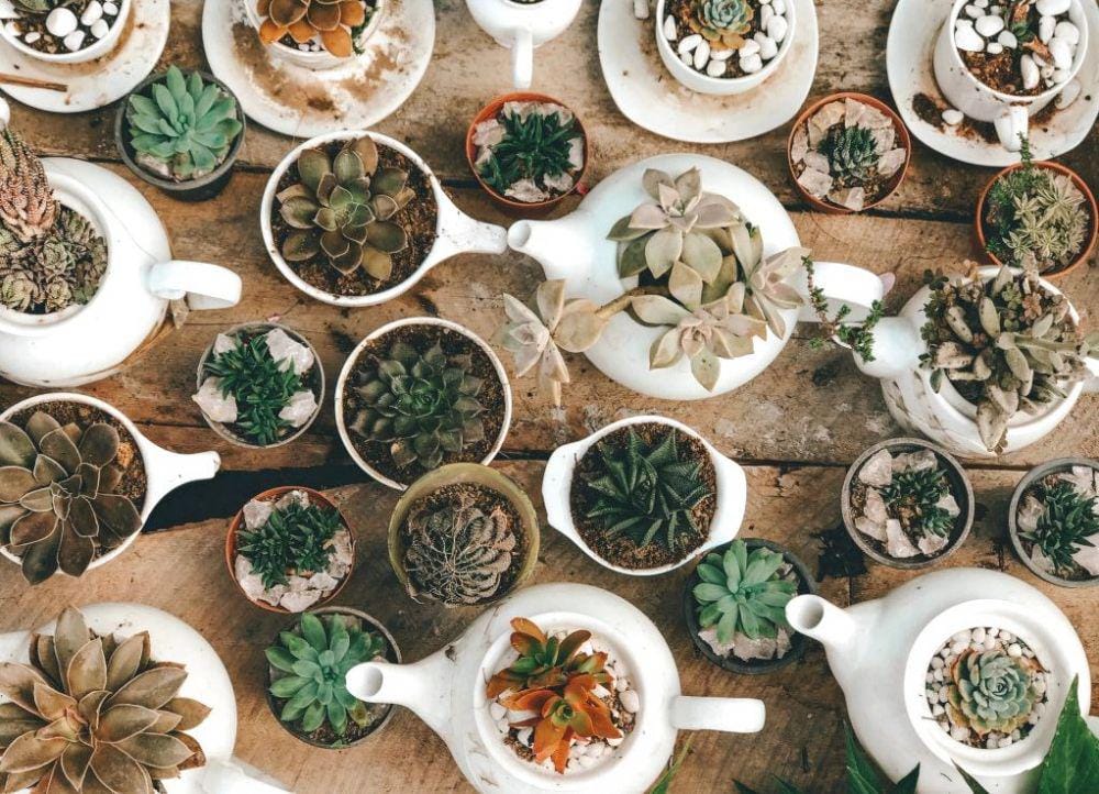 unsplash.com/srilanka