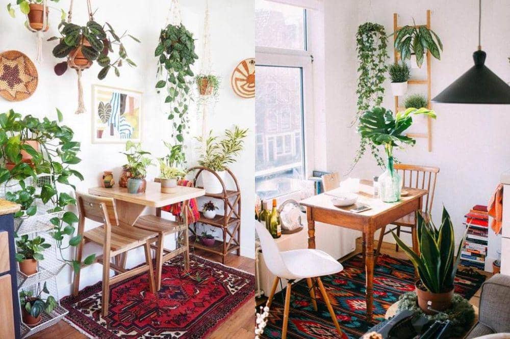 5 Rekomendasi Tanaman Gantung Cantik, Bikin Rumah Makin Estetik!