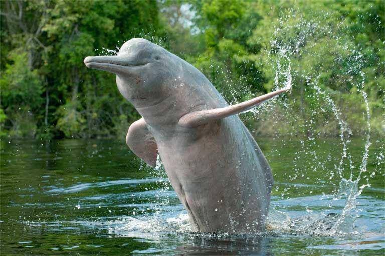 news.mongabay.com