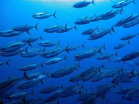 worldwildlife.org/ISSF 2012