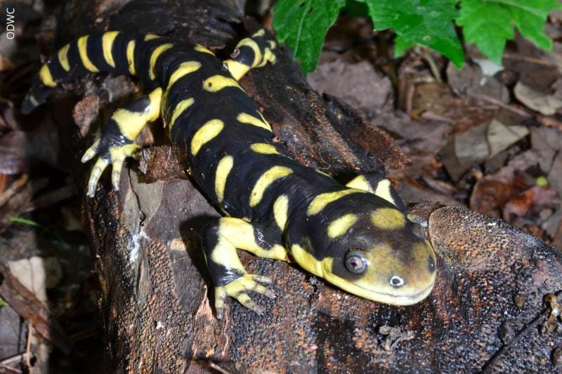 wildlifedepartment.com