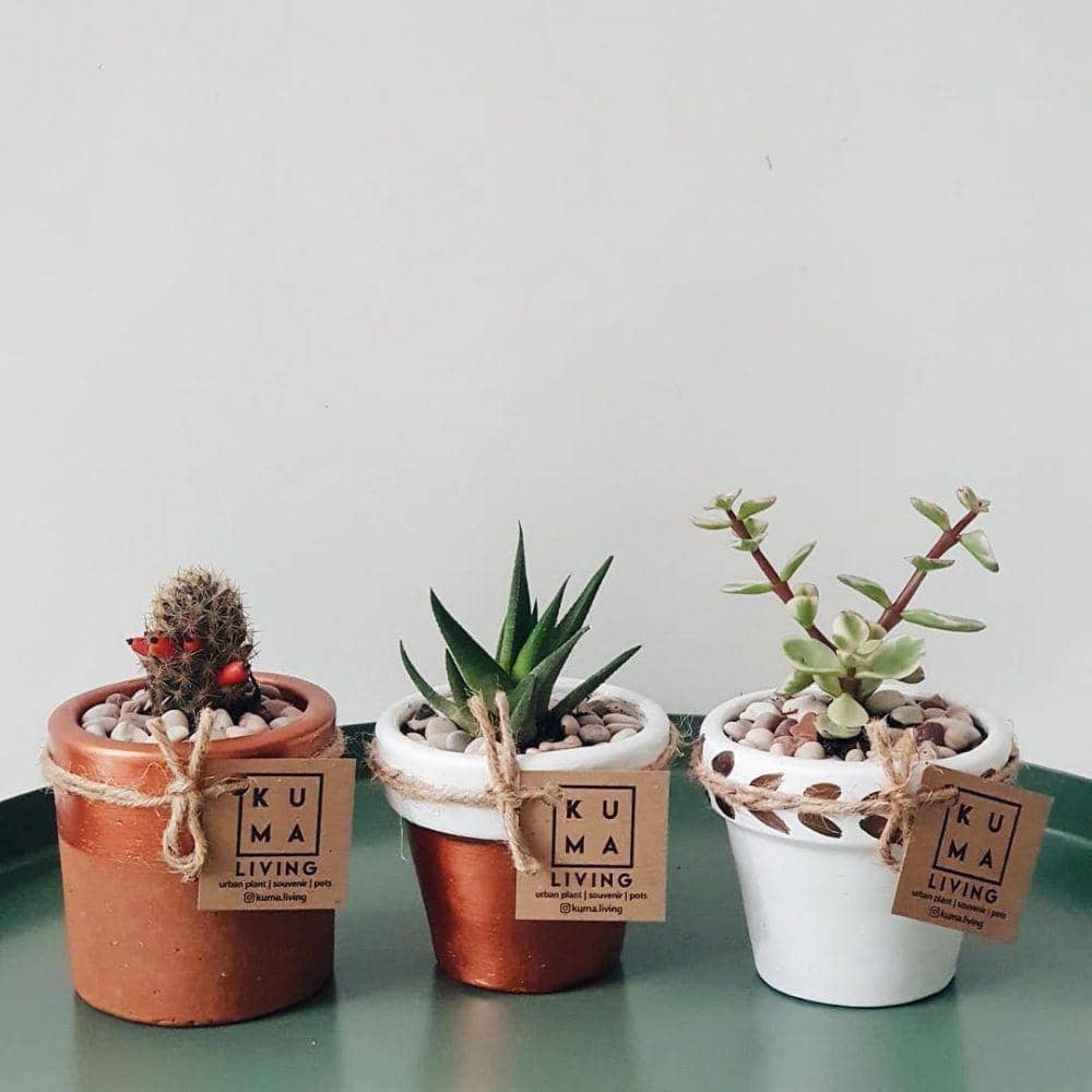 instagram.com/kuma.living