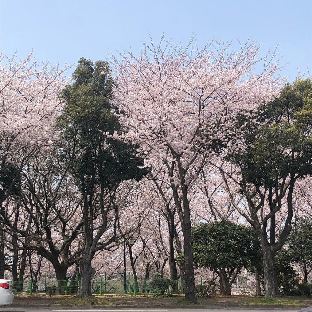 instagram.com/powerflower.kr/