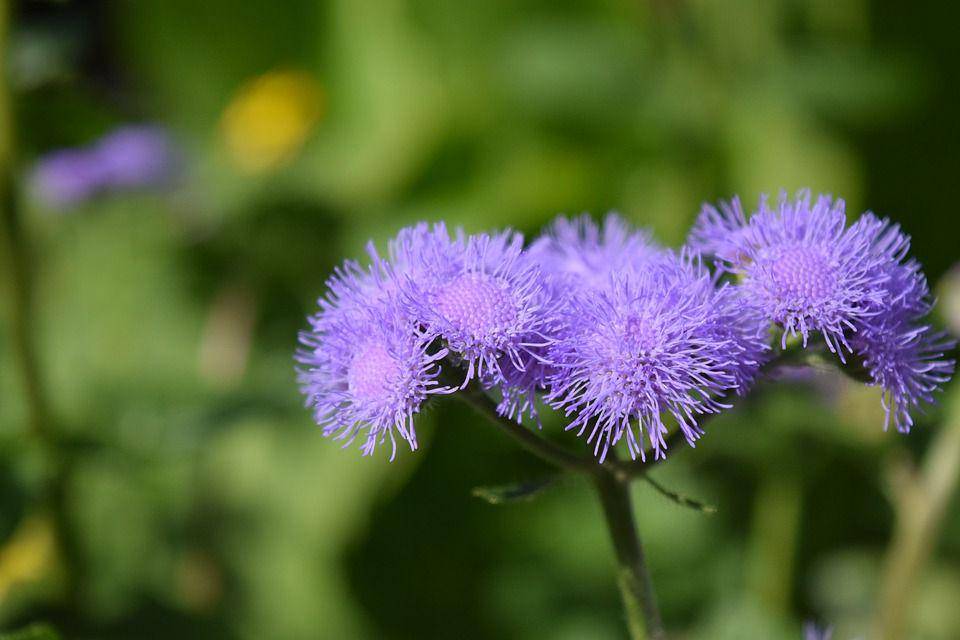 Pixabay.com/ulleo