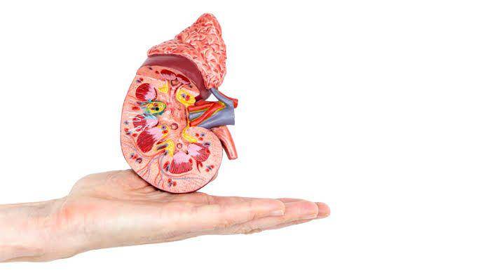 renalandurologynews.com