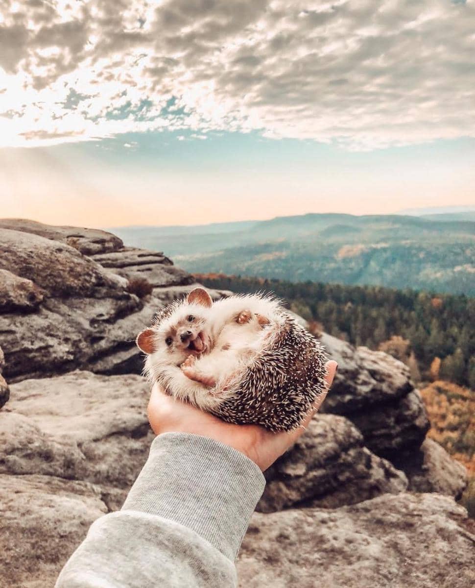 Instagram.com/mr.pokee