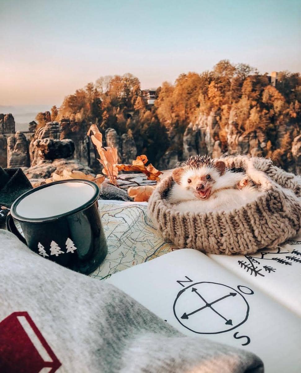 Instagram.com/mr.pokee