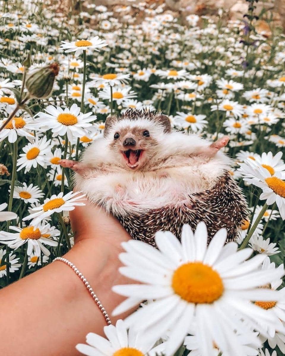 Instagram.com/mr.pokee