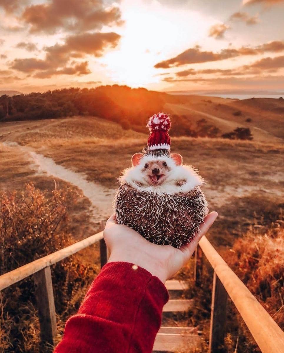 Instagram.com/mr.pokee