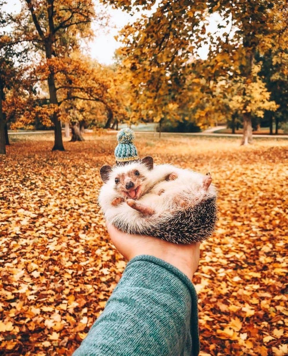 Instagram.com/mr.pokee