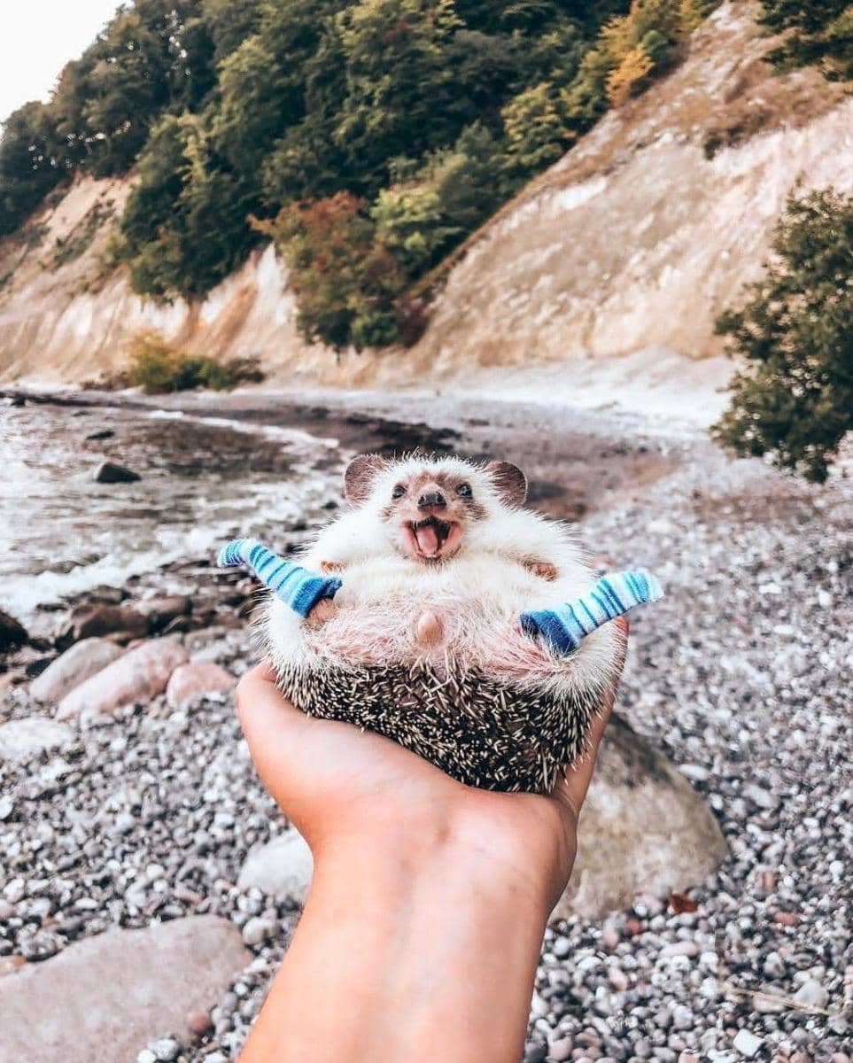 Instagram.com/mr.pokee