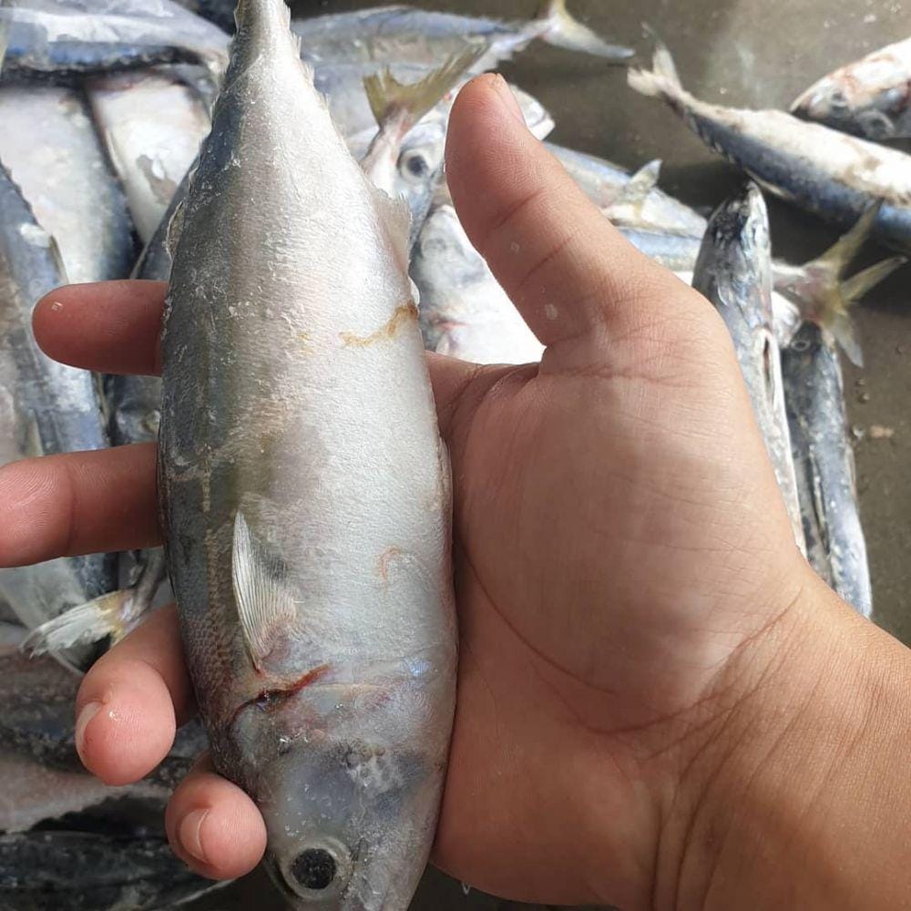 Instagram/fajarpratamaindonesia