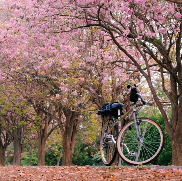 (ilustrasi bunga tabebuya) instagram.com/maphornjama