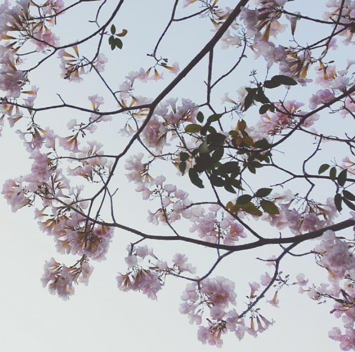 (ilustrasi bunga tabebuya) instagram.com/maphornjama