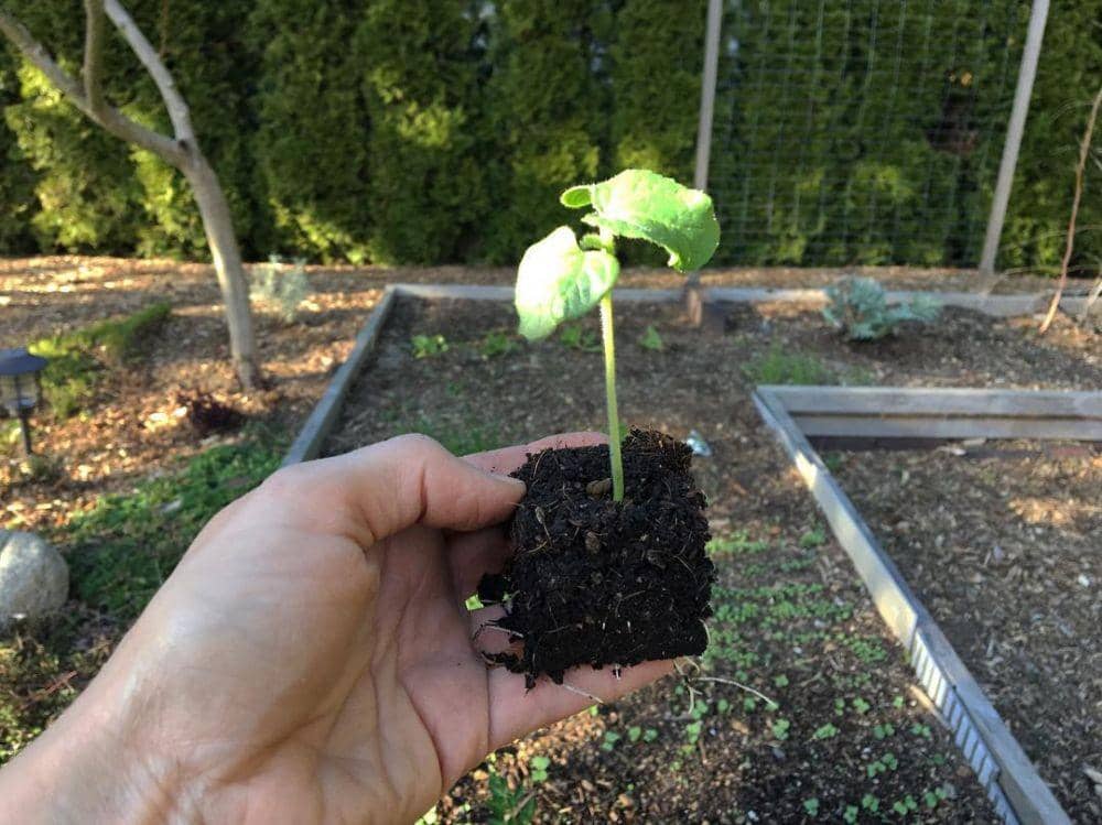 instagram.com/intentionalism