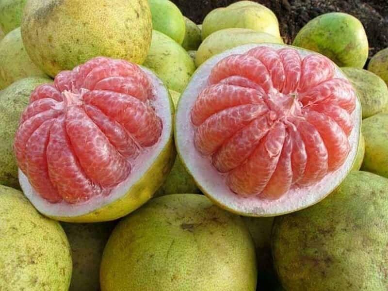 instagram/cecekuliner