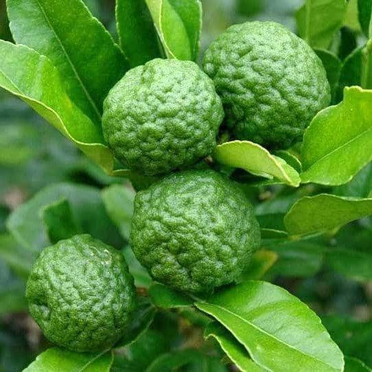 instagram/thousandspices.id