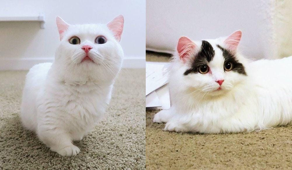 twitter.com/goboogimunchkin