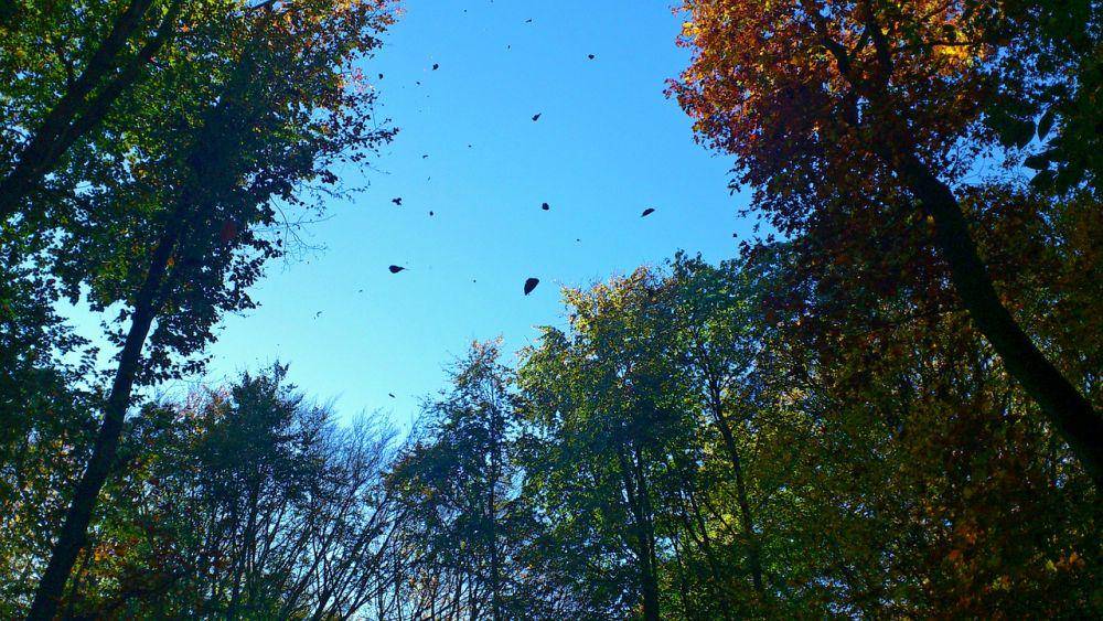 Pixabay/hansiline