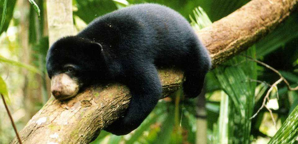 Populasi beruang madu makin terancam