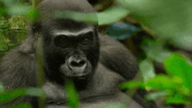 twitter.com/ourrplanet