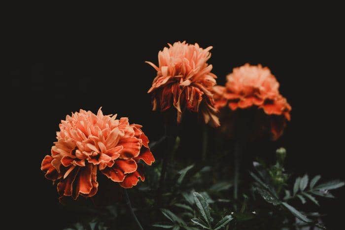 unsplash/Christian Allard