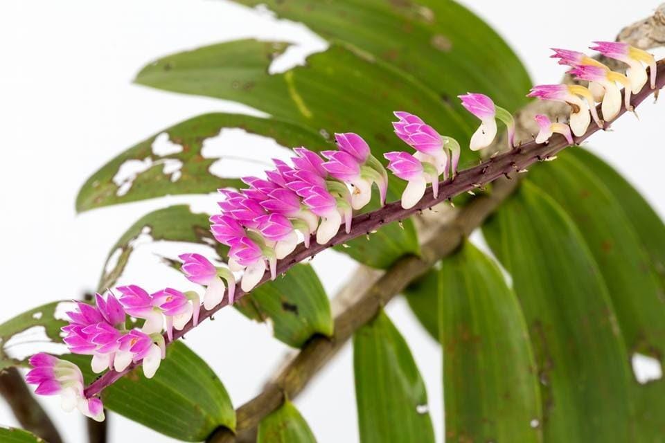 Facebook/ Kebun Raya Balikpapan