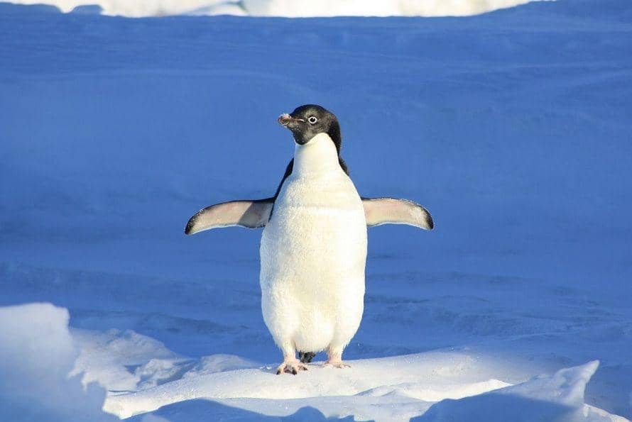 Pixabay/derdento-8324