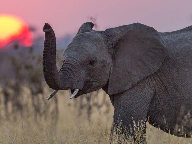 worldwildlife.org