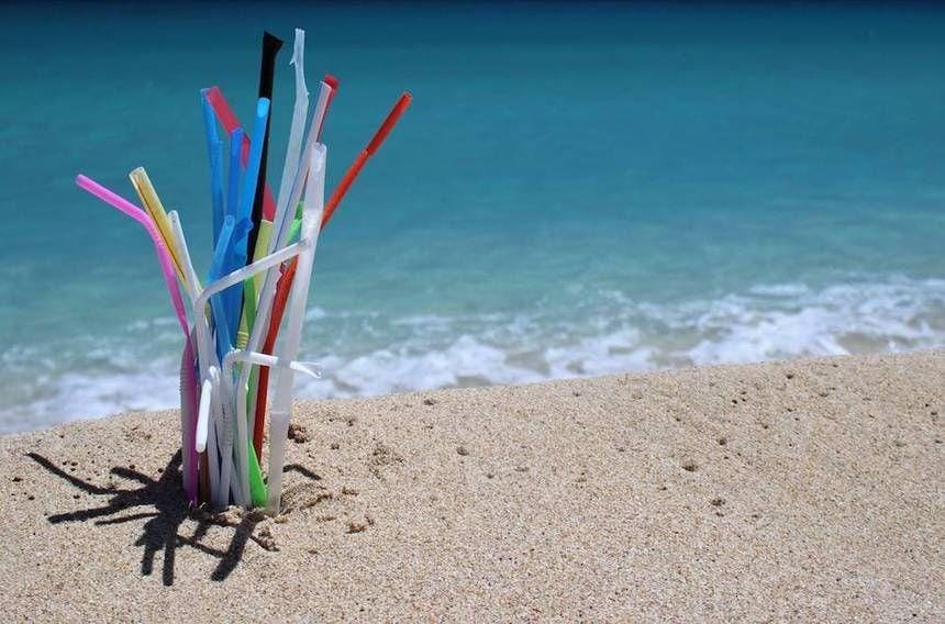 media.treehugger.com