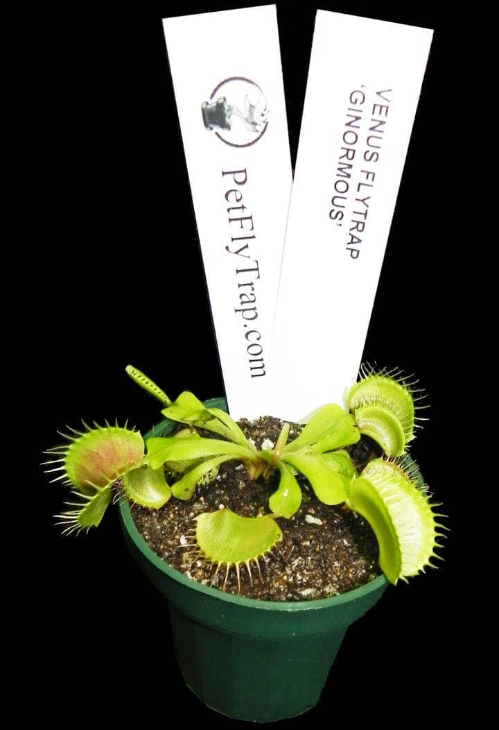 petflytrap.com