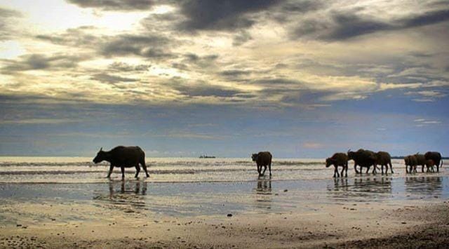 Instagram/ddsukamoto