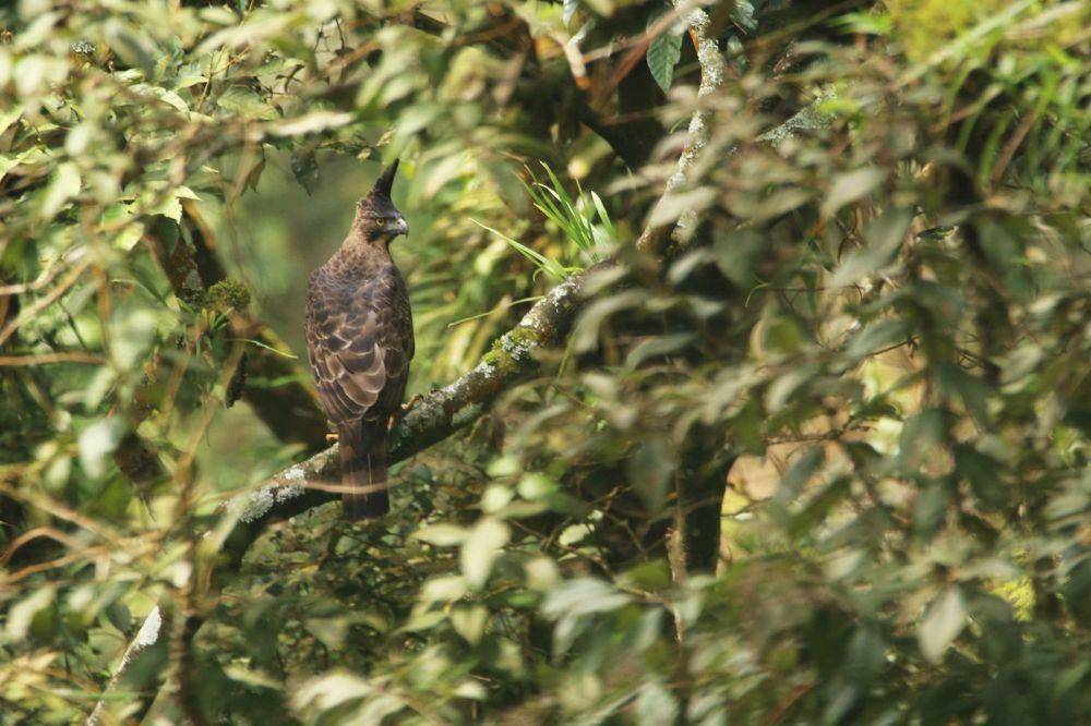 birdpacker.com