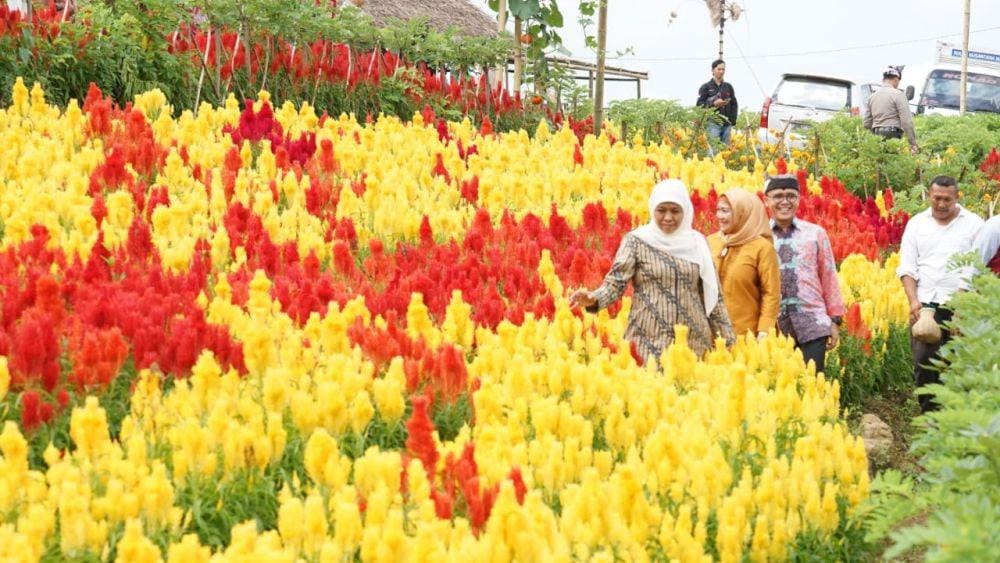 IDN Times/Humas Pemkab Banyuwangi