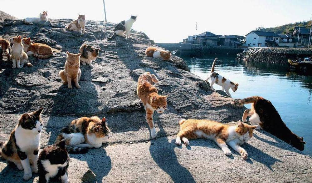 instagram.com/like_celebest