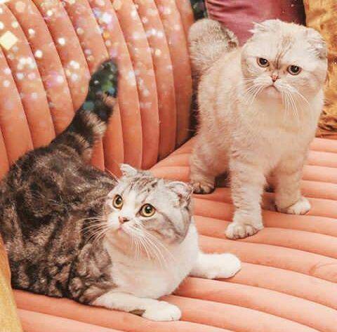 instagram.com/taylorswift