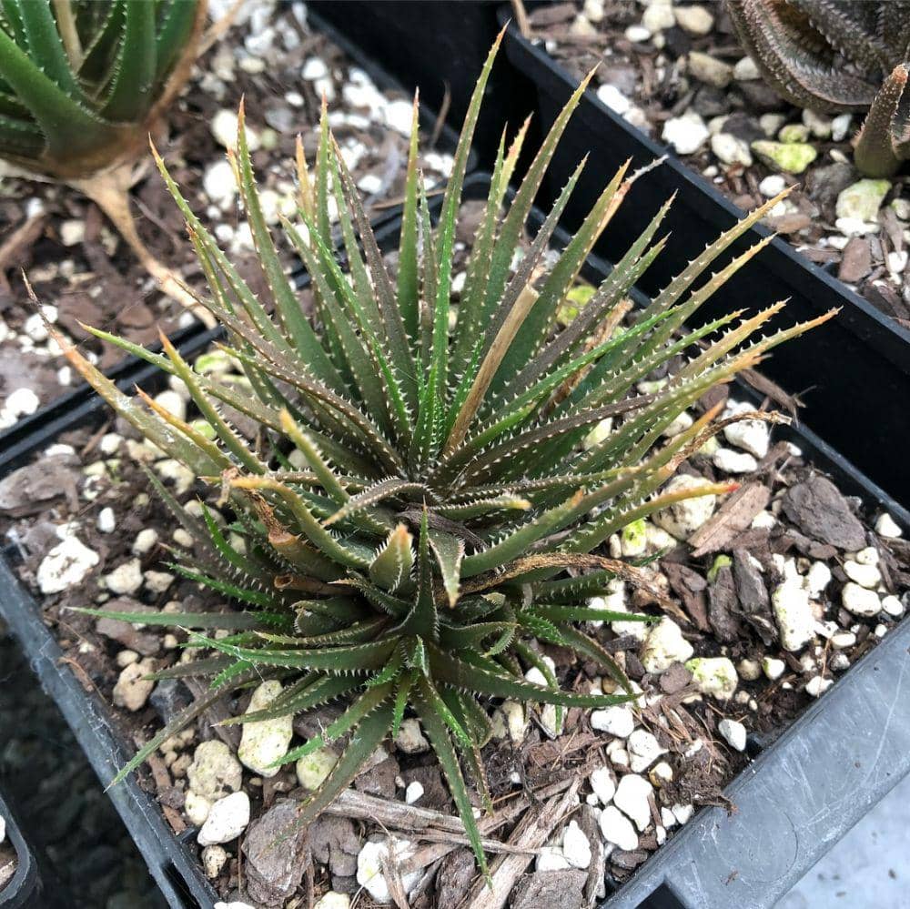 instagram.com/plantscapenz