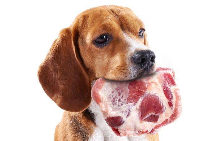 petfoodindustry.com