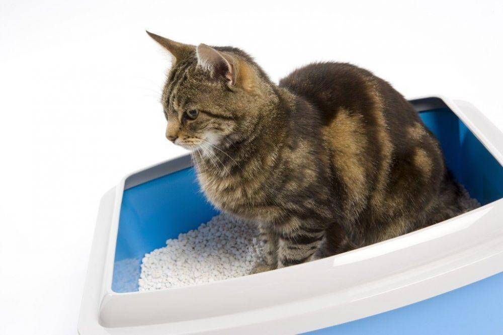 vettedpetcare.com