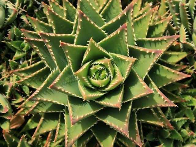 worldofsucculents.com