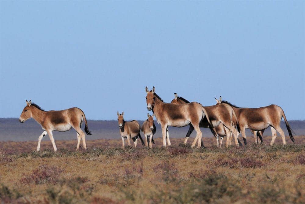 wildlifemongolia.com/