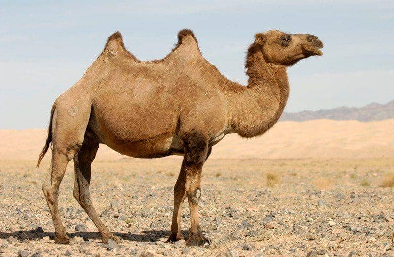 thewondersofwildlife.com