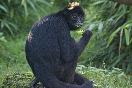 mungaiandthegoaconstrictor.wordpress.com